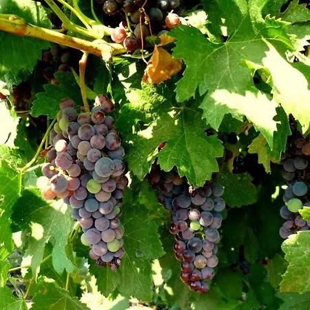 Relax By The Sea, Bulgaria,nesebar,aheloy Lejlighed Aheloy