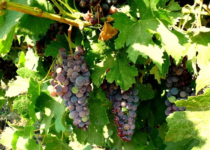 Relax By The Sea, Bulgaria,nesebar,aheloy דירה אהלוי